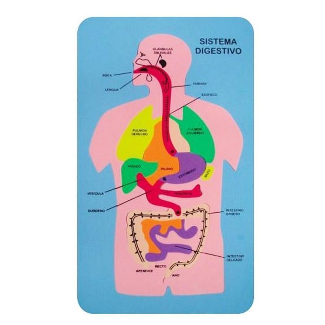  JUEGO PROD LINE CUERPO HUMANO APARATODIGESTIVO