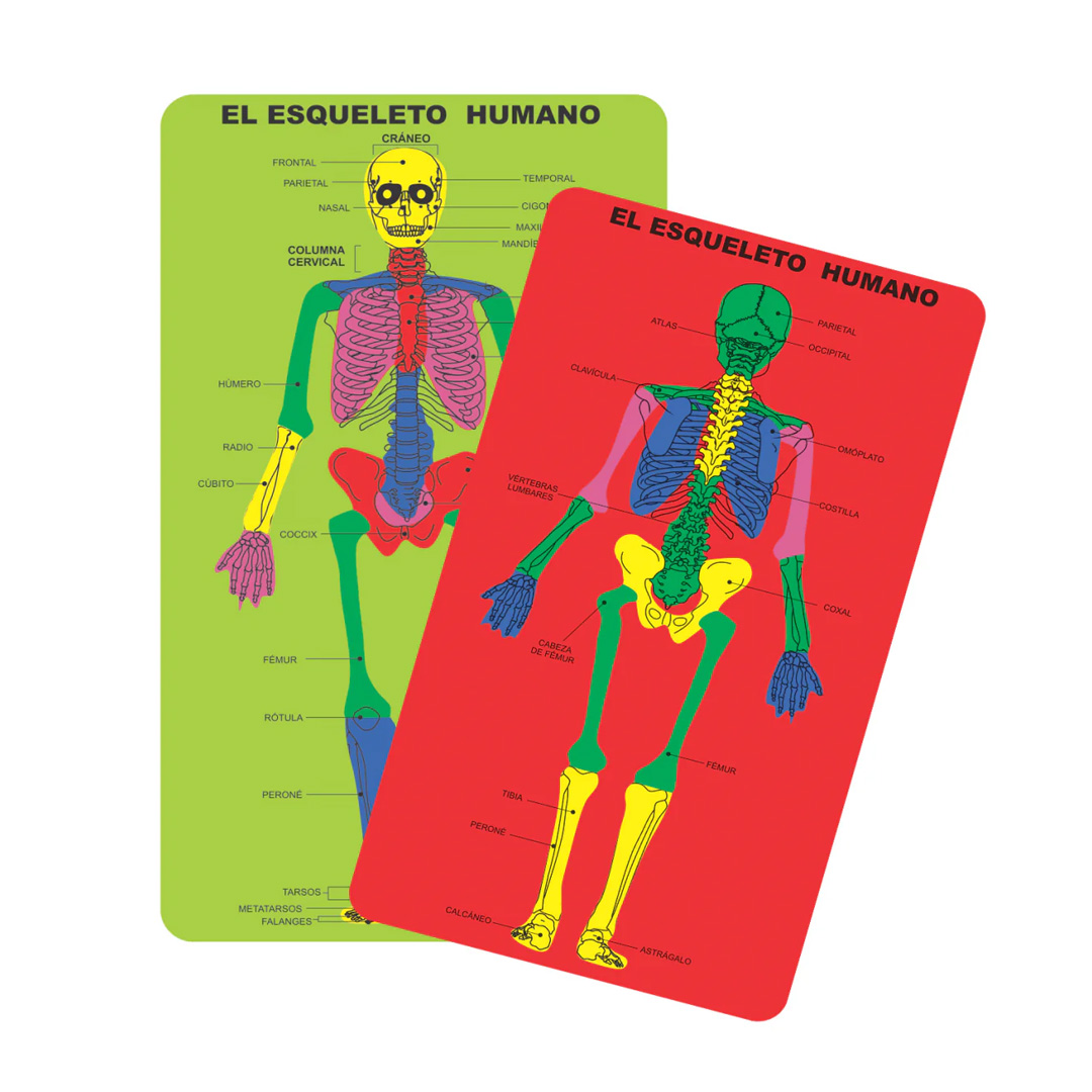  JUEGO PROD LINE CUERPO HUMANO ESQUELETO